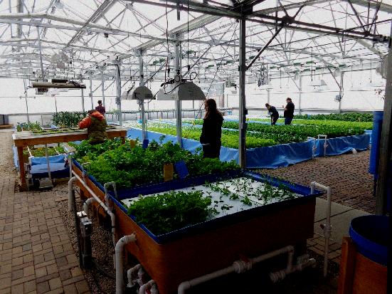 benefit of Aquaponics and Why Should You Invest in the System