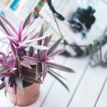 Growing Indoor Plants as Part of Your Decor