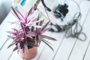 Growing Indoor Plants as Part of Your Decor