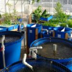 What is Aquaponics and Why Should You Invest in the System