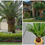 Guide to Planting and Growing Palm Trees-min