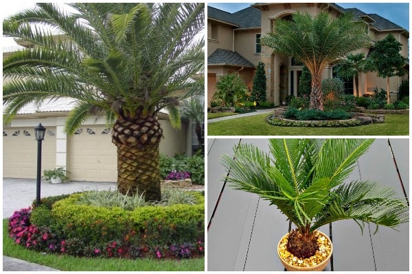 Guide to Planting and Growing Palm Trees-min