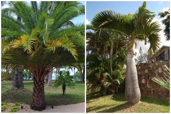 What Are the Best Palm Trees for Home-min