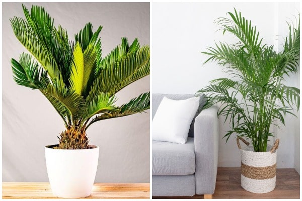 indoor palm tree-min