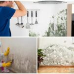 What To Know About Mold Removal