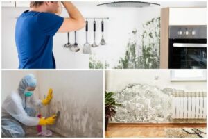 What To Know About Mold Removal
