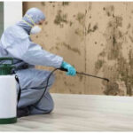 Mold Remediation Process