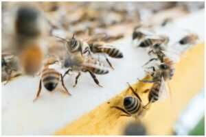 What Are Different Types of Bees That Exist Today