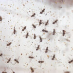 Common Pests That Might Have Taken Refuge In Your Bathroom