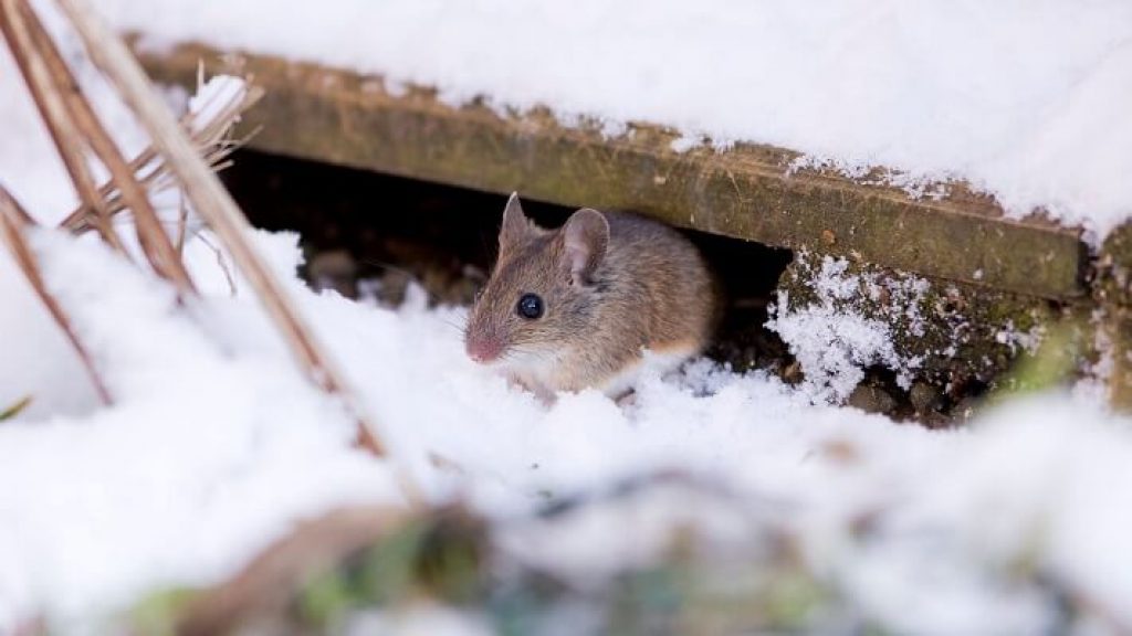 Common Winter Pests and How to Get Rid of Them