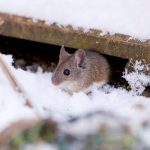 Common Winter Pests and How to Get Rid of Them