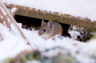 Common Winter Pests and How to Get Rid of Them