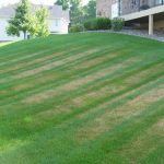 Lawn Diseases and How to Avoid Them