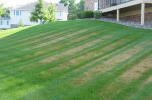 Lawn Diseases and How to Avoid Them