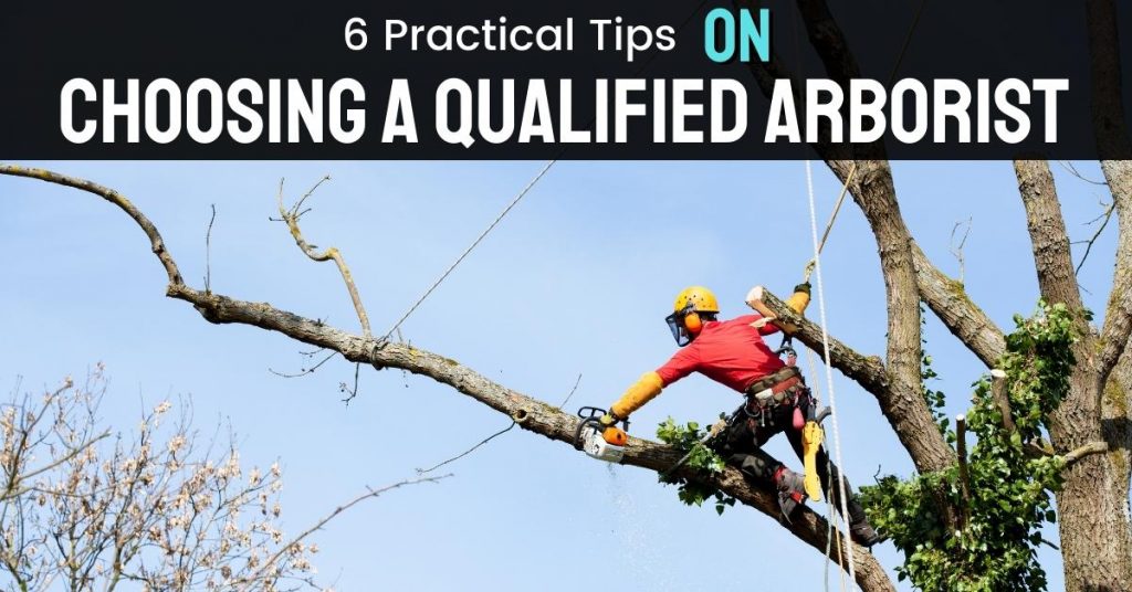 6 Practical Tips On Choosing A Qualified Arborist