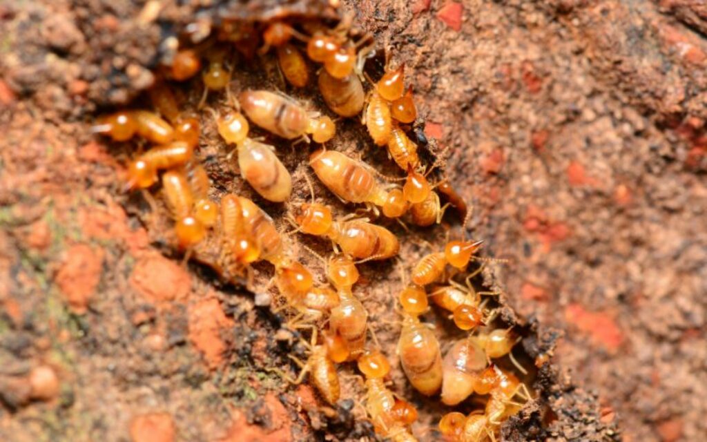 Top 3 Reasons Why Your Home Needs Yearly Termite Inspection