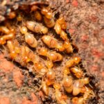 Top 3 Reasons Why Your Home Needs Yearly Termite Inspection