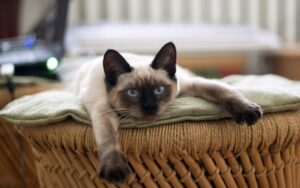 How to Make Your Home as Comfortable as Possible for a Cat