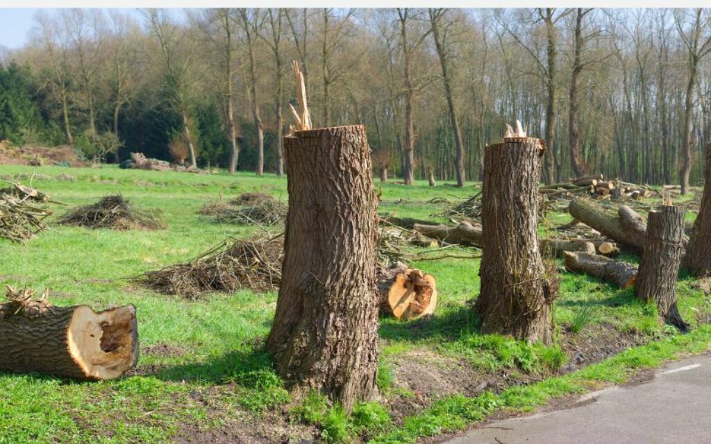 Cutting down a big tree