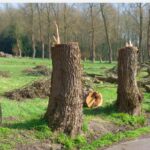 Cutting down a big tree