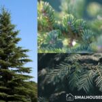 How to Identify Types of Evergreen Trees