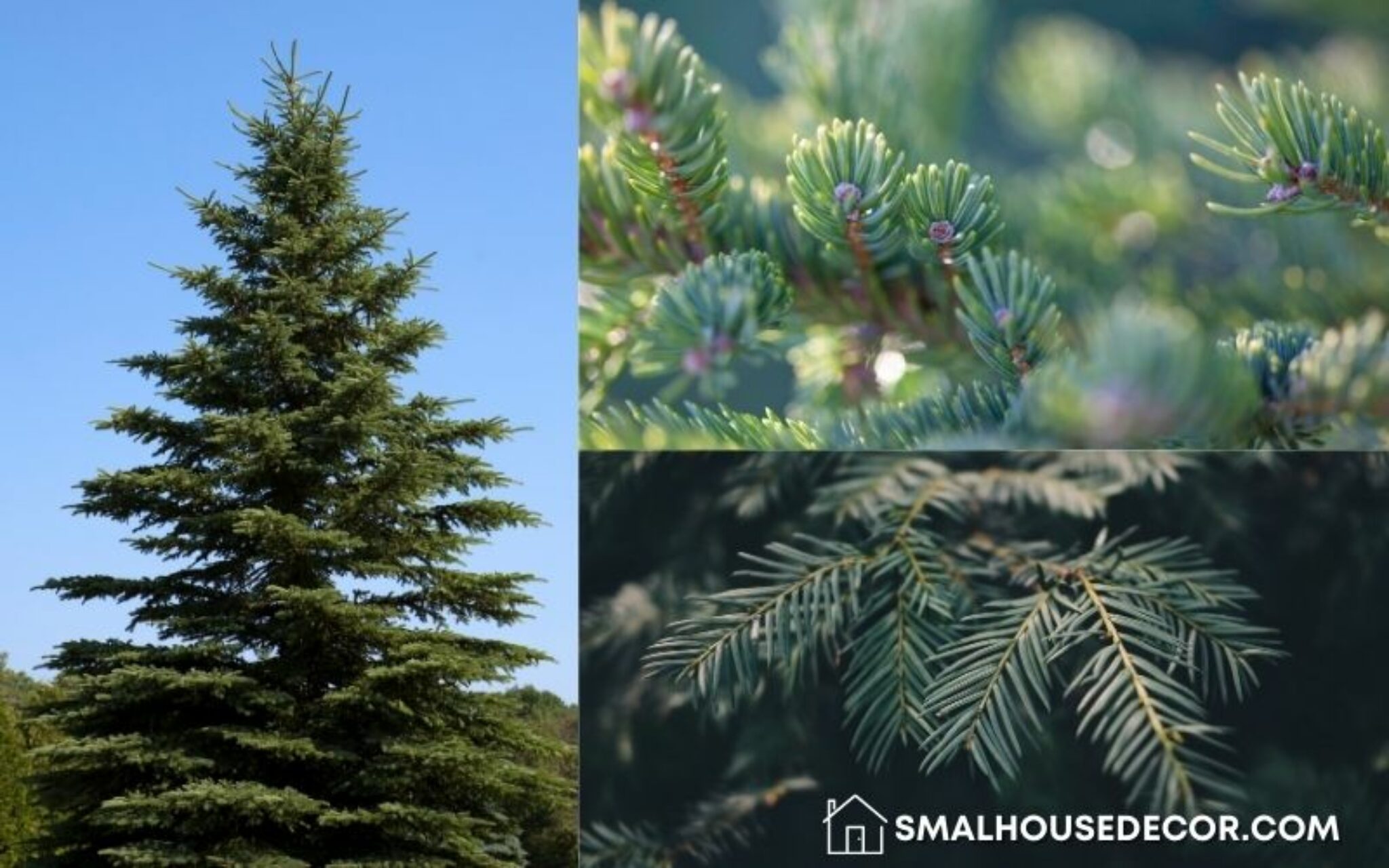 How to Identify Types of Evergreen Trees Small House Decor