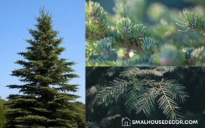 How to Identify Types of Evergreen Trees