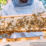 12 Best Tips For People Who Are Interested In Beekeeping