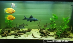 How To Choose An Easy To Maintain House Pet and Aquariums