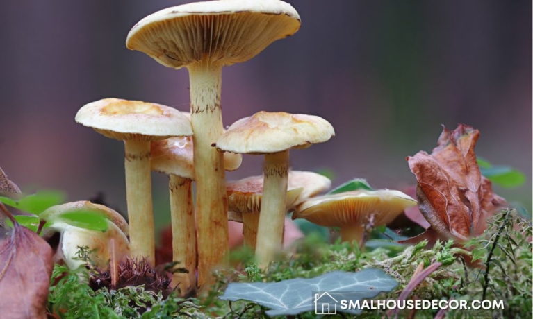How to Set Up Your Own Mushroom Garden for Year-Round Harvest