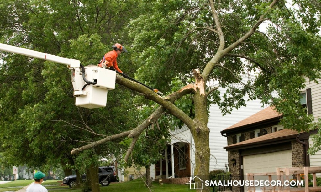 Tips for Protecting Your Home from Tree Damage