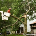 Tips for Protecting Your Home from Tree Damage