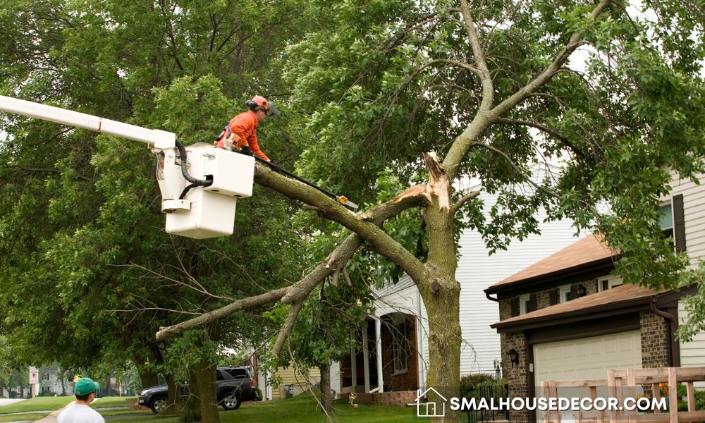 Tips for Protecting Your Home from Tree Damage - Small House Decor