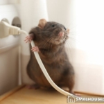 Signs You Have Mice Infestations in Your Home