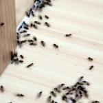 Ant Prevention Tips