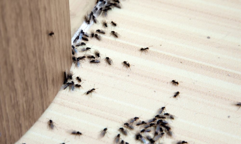 Ant Prevention Tips