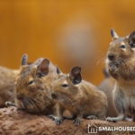 Want To Get Rid Of Rodents Here Are 4 Solutions