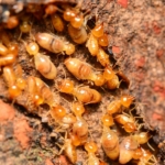 What Kills Termites