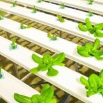 A Guide to Setting Up Your First Hydroponics System