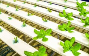A Guide to Setting Up Your First Hydroponics System