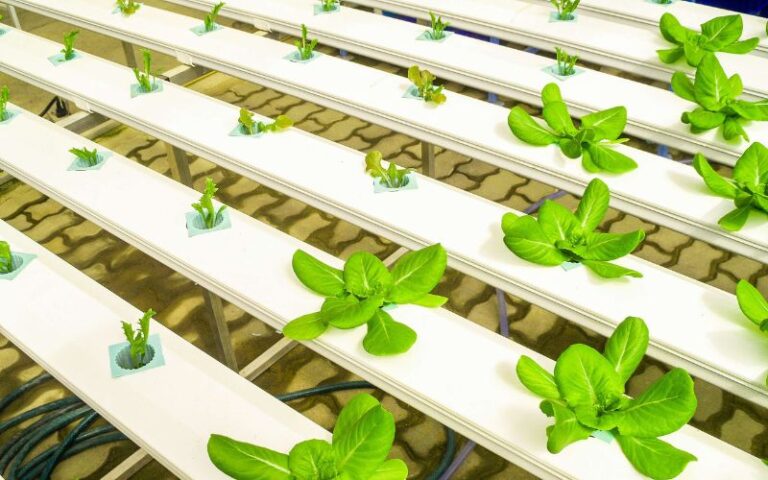 A Guide to Setting Up Your First Hydroponics System