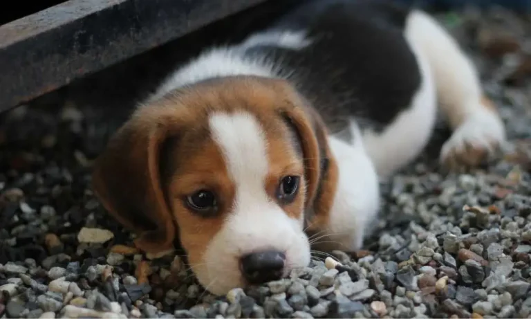 Choosing the Right Puppy for Your Lifestyle