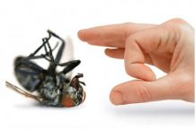 DIY House Pest Control: 5 Ways to Bug Proof Your Home