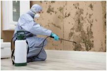 How to choose the best mold removal service?