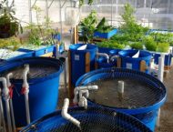 What is Aquaponics and Why Should You Invest in the System